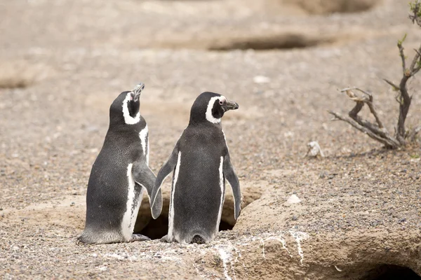 自分たちの巣の前に 2 つのマゼラン ペンギンの立っています。 — ストック写真