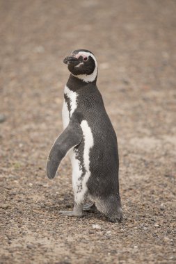 Macellan pengueni