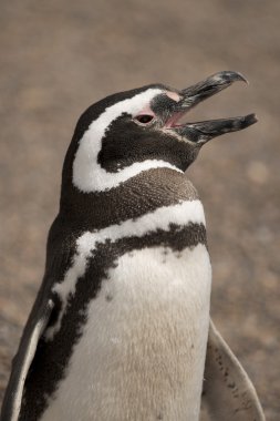 Macellan pengueni