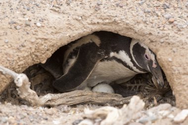 Magellanic penguin brooding clipart