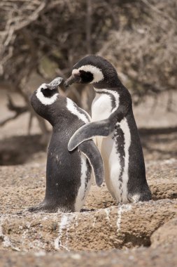 Two magellanic penguins standing in front of their nest clipart