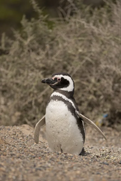Magellán-pingvin — Stock Fotó