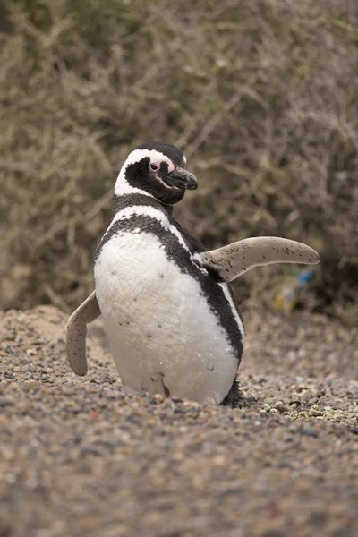 Magellanska pingvin — Stockfoto