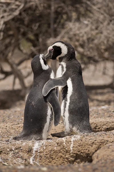 Due pinguini magellanici in piedi davanti al loro nido — Foto Stock