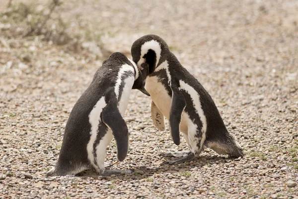 Два волшебных пингвина играют — стоковое фото