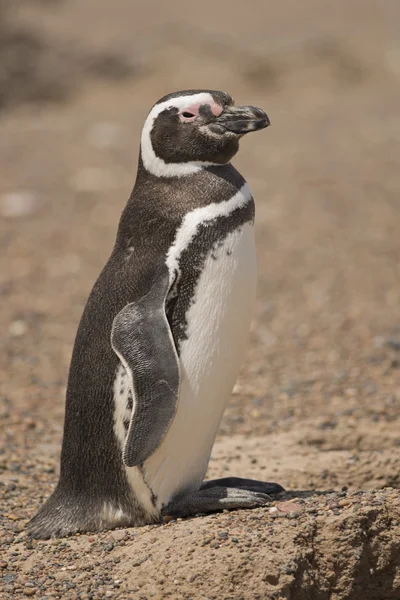 Pinguino magellano — Foto Stock