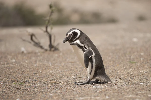 Pinguino magellano — Foto Stock