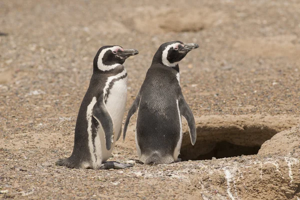两个麦哲伦企鹅站在他们的巢前 — 图库照片