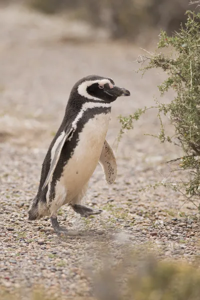 Magellanpinguin — Stockfoto