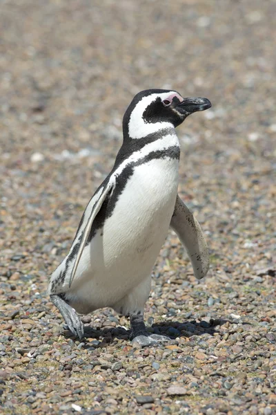 Магелланов пингвин — стоковое фото