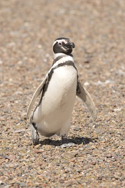 Pinguino magellano — Foto Stock