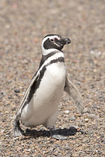Magellán-pingvin — Stock Fotó