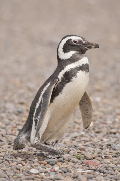 Pingüino magallánico —  Fotos de Stock