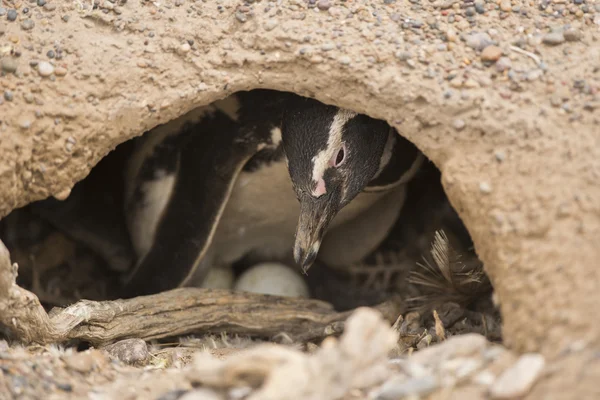 Pinguino di Magellano cova — Foto Stock