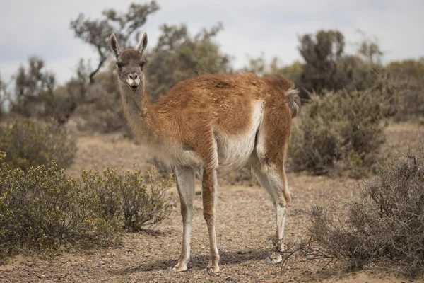 Guanaco grignoter — Photo