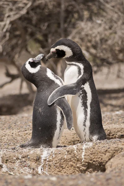 Dos pingüinos magallánicos de pie frente a su nido —  Fotos de Stock