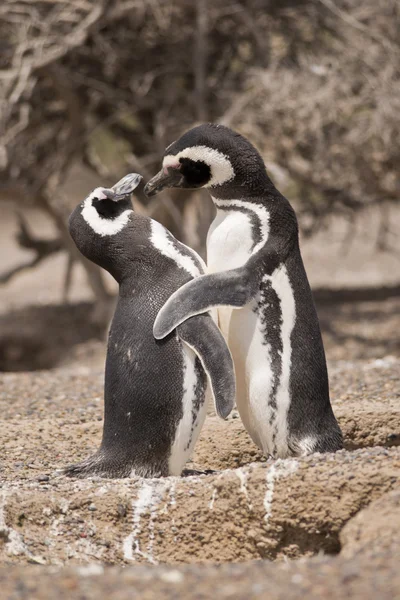 Twee Magelhaense pinguïns staande voor hun nest — Stockfoto