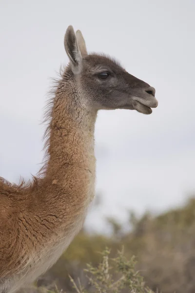 Porträtt av en guanaco — Stockfoto