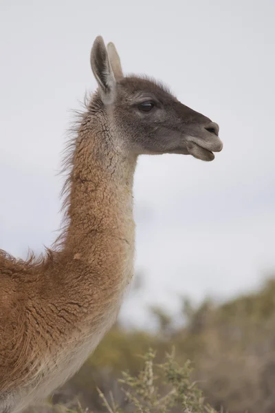 Retrato de un Guanaco —  Fotos de Stock