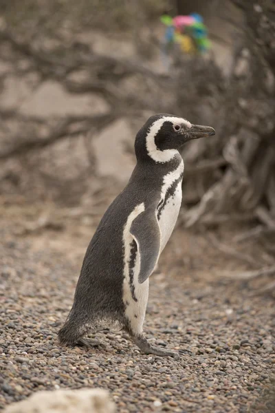 Pinguino magellano — Foto Stock