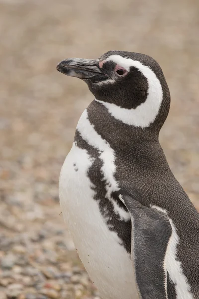 Magellanpinguin — Stockfoto