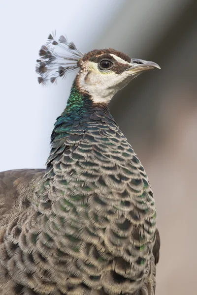 Porträtt av en kvinnlig påfågel — Stockfoto