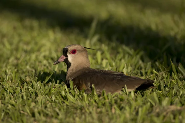 Lapwing sul sentado na grama — Fotografia de Stock