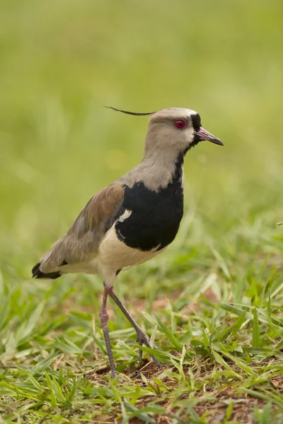 Güney kız kuşu — Stok fotoğraf