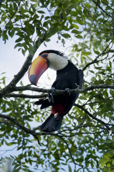 Toucan on a Branch — Stock Photo, Image