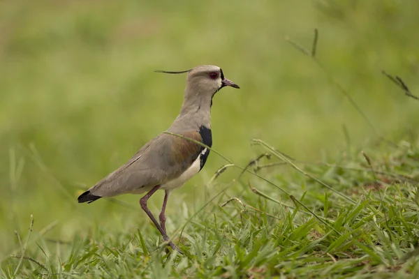 Lapwing sur — Foto de Stock