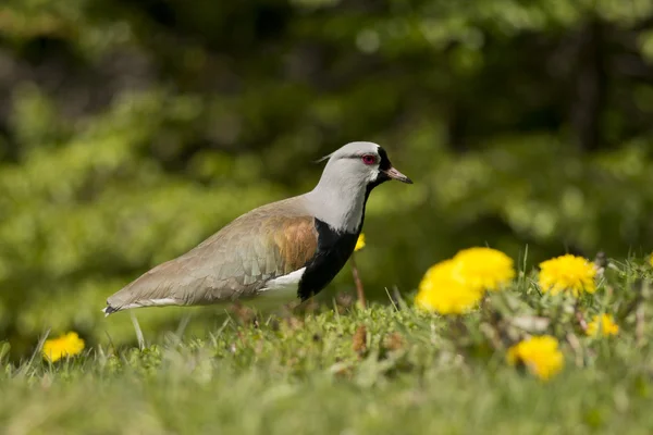 Södra tofsvipa — Stockfoto