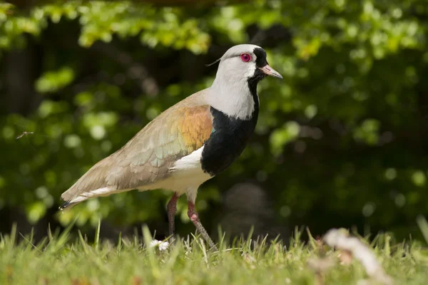 Lapwing sur —  Fotos de Stock