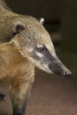 bir coati burun