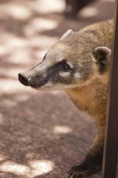 Bir coati burun — Stok fotoğraf