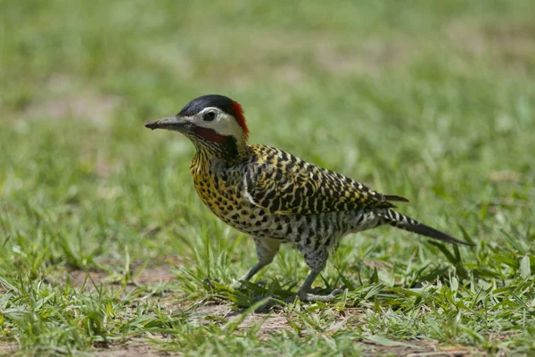 Streifenspecht auf dem Gras — Stockfoto