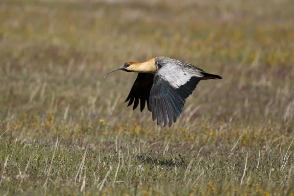 Černý-stál před ibis létání — Stock fotografie