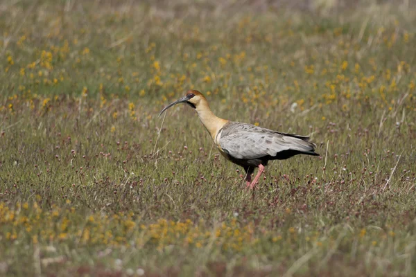 Svart-faced ibis på gräset — Stockfoto