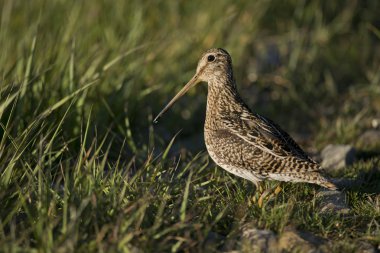 South American Snipe on the Grass clipart
