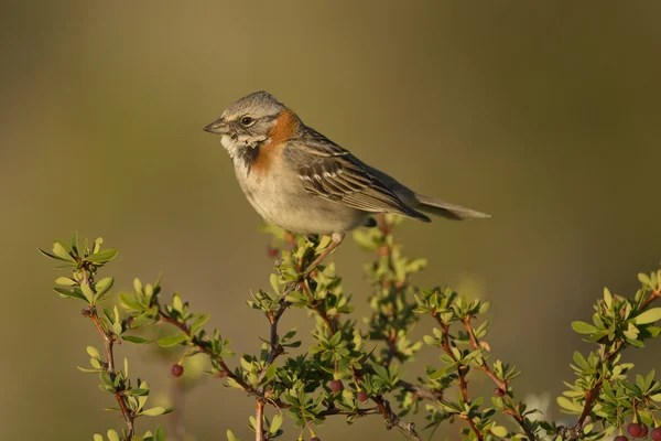 Bruant à collier roux sur une branche — Photo