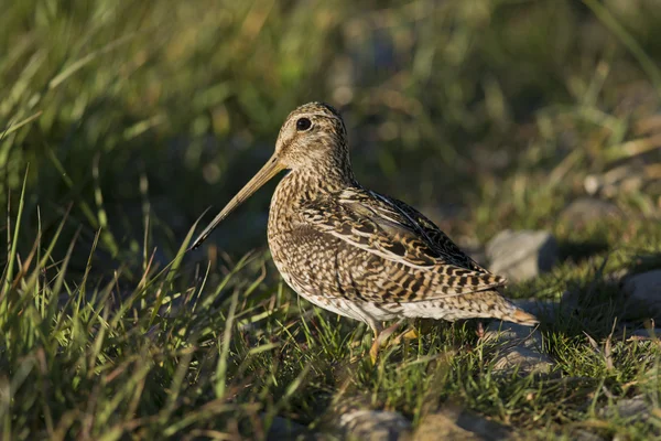 South American Snipe on the Grass — Stock Photo, Image