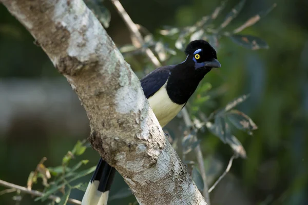 Plush-crested Jay — Zdjęcie stockowe