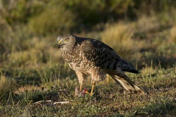 Female Cinereous Harrier with a Prey — Stock Photo, Image