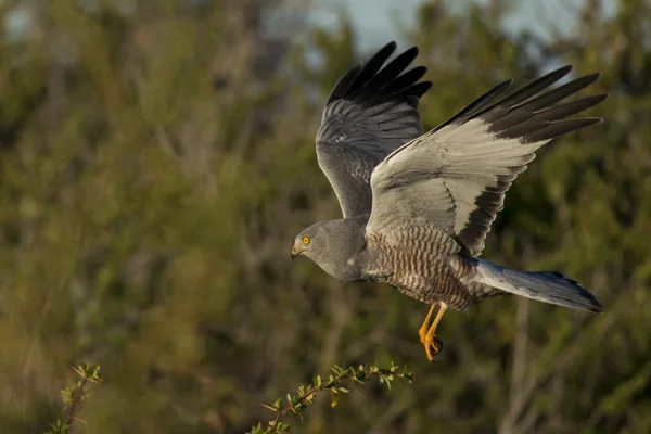 Hnědý harrier létání — Stock fotografie