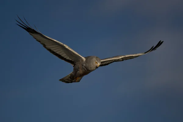 Boz harrier uçan — Stok fotoğraf
