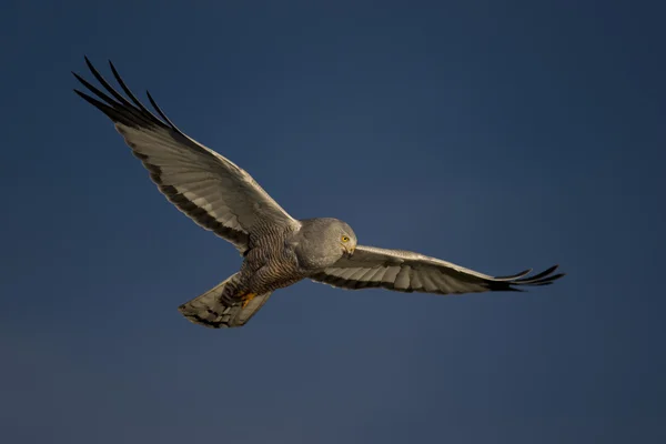 Boz harrier uçan — Stok fotoğraf