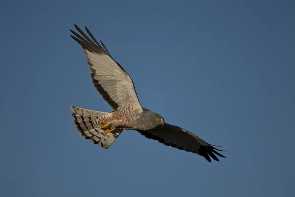 Cinereous Harrier flying — Stock Photo, Image