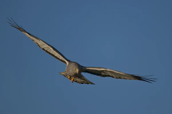 Cinereous Harrier flying — Stock Photo, Image