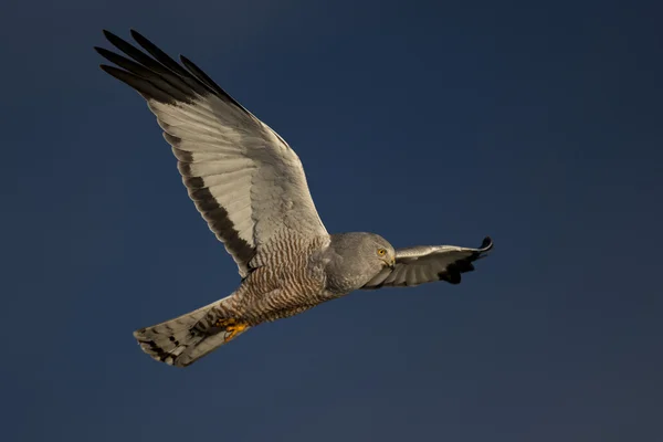 Cinereous Harrier in volo — Foto Stock