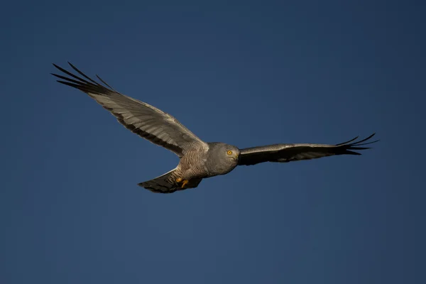 Hnědý harrier létání — Stock fotografie