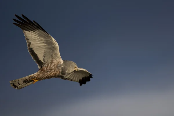 Askgrå harrier flyger — Stockfoto